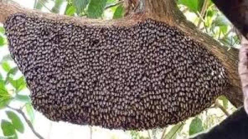 Рентген арқылы минет