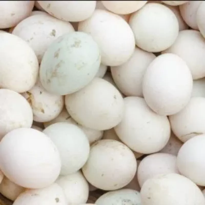 ডিম