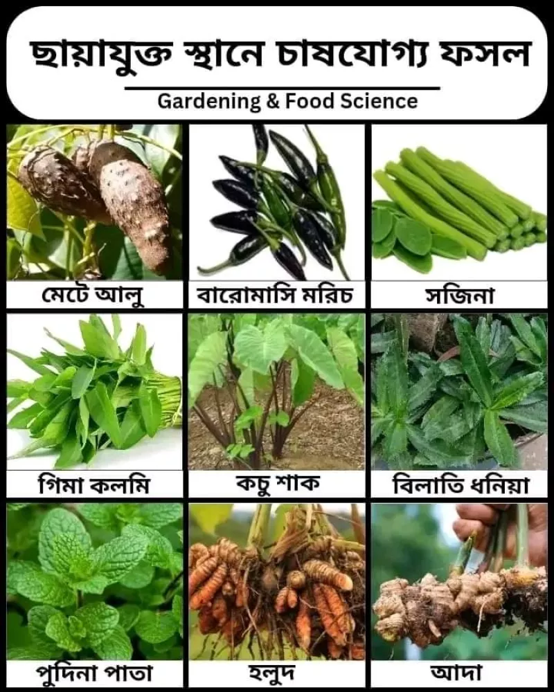 Xotinimning soxta surati