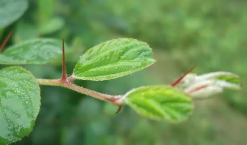 article
