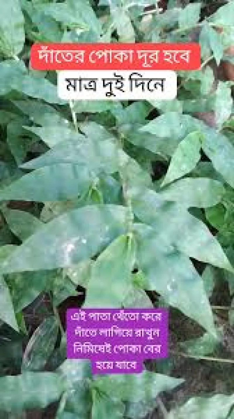 article