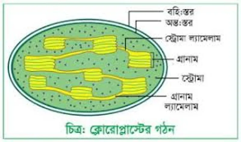 article