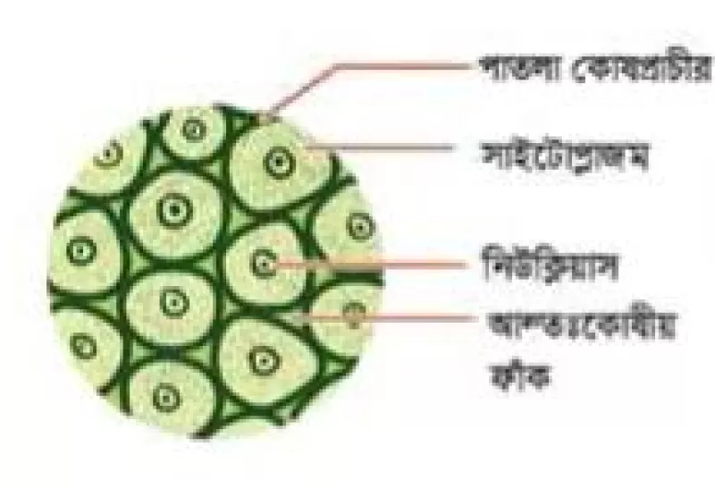 Erkak kokrakli qoshnisini sikadi