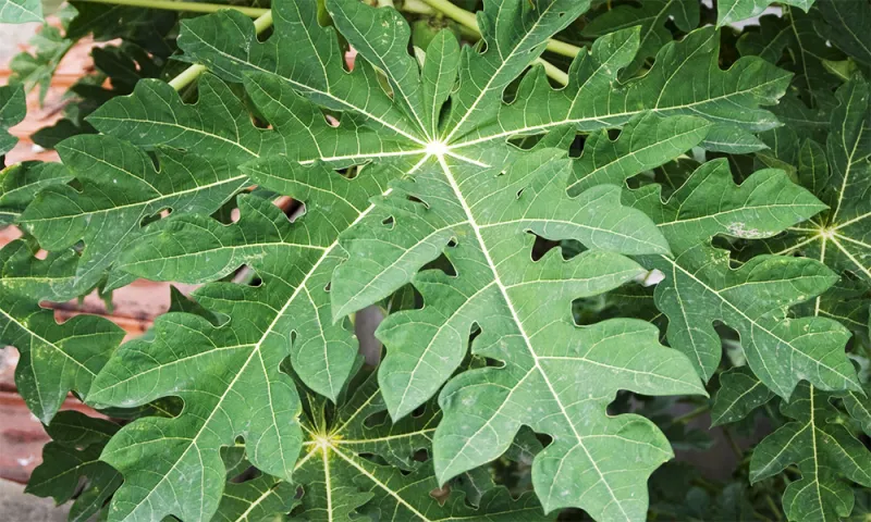 article