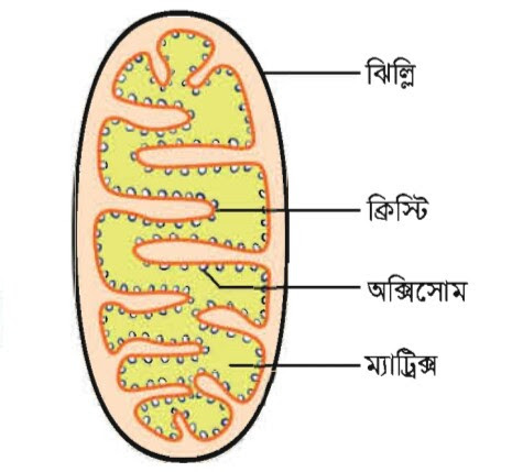 নতুন স্লট মেশিন