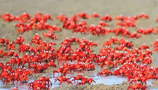 Rus gey tahqirlash porno