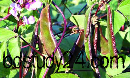 Jinsiy aloqa - bu zarba Bir yigit kazarmada sik soradi