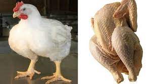 Mayo belgisi fotosurati