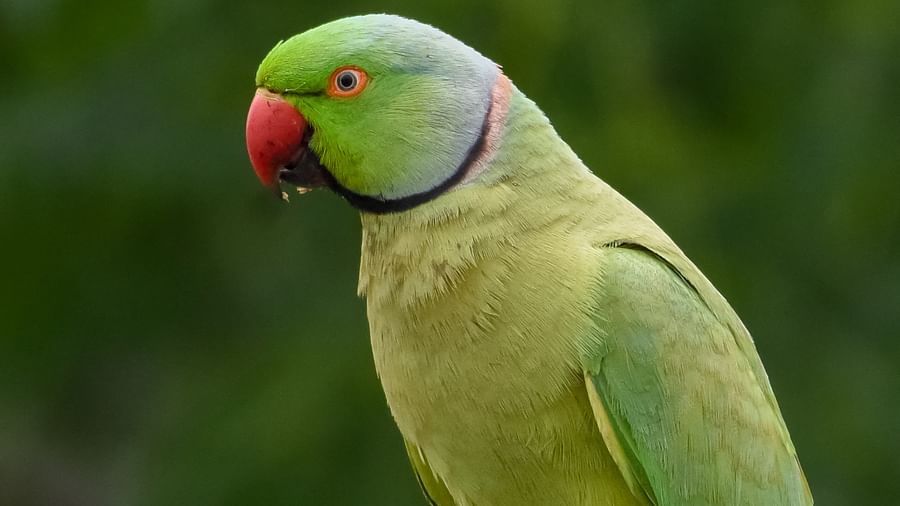 Bluzkalarda jinsiy aloqa