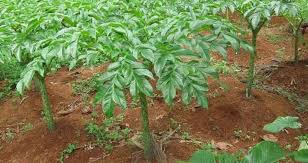 article