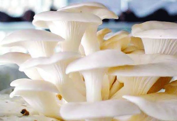 Mushuklarning katta surati