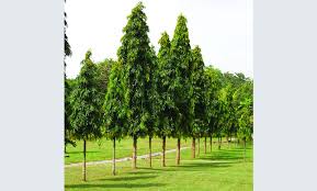 Politsiya fohishalarining porno videolari